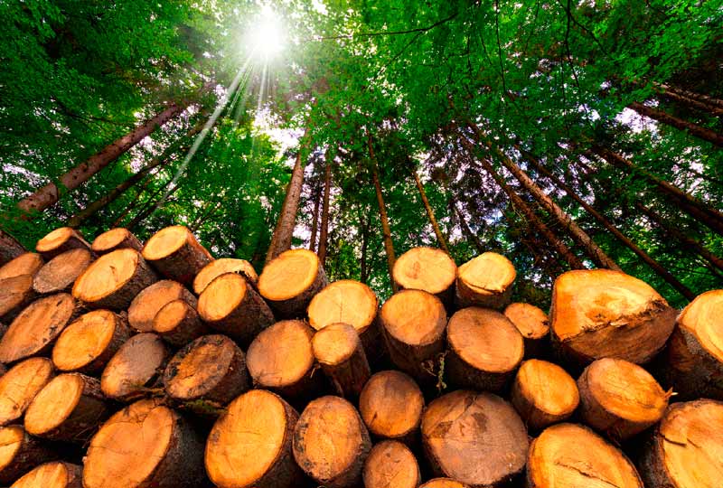 ¿La biomasa es un recurso natural inagotable?