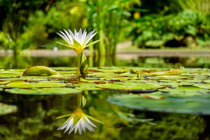 Plantas-acuáticas-para-producir-bioetanol-y-limpiar-el-agua